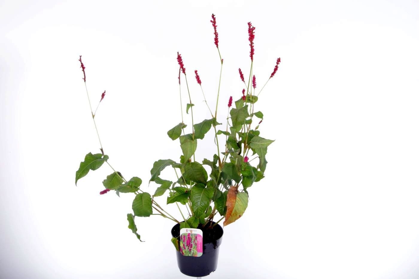 Persicaria amplexicaulis Amethyst Summer, D 17