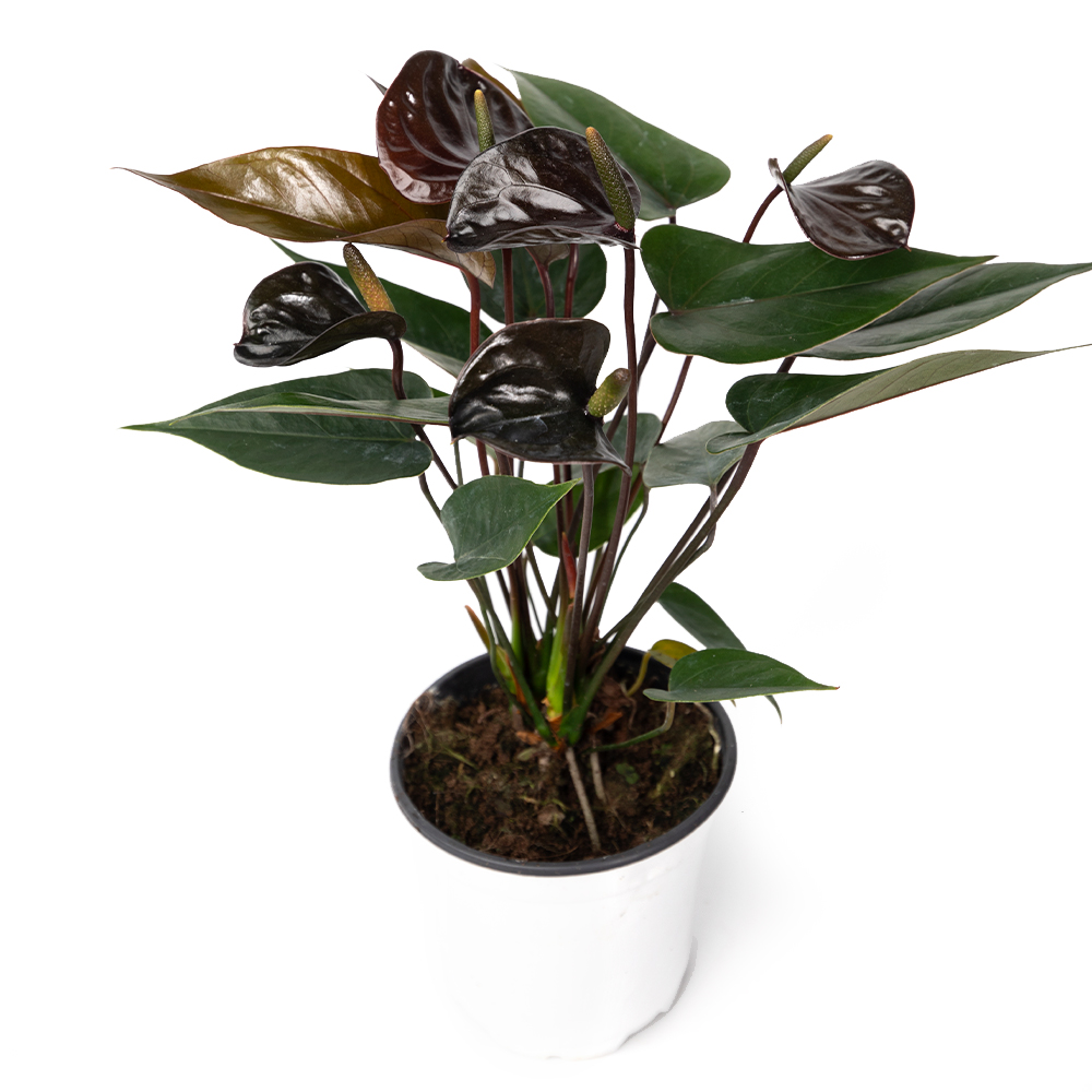 Антуриум блэк лав 11 30 (предзаказ)