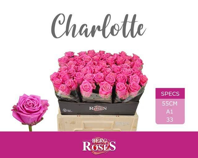 Роза од. Танго Шарлотт 55, шт.