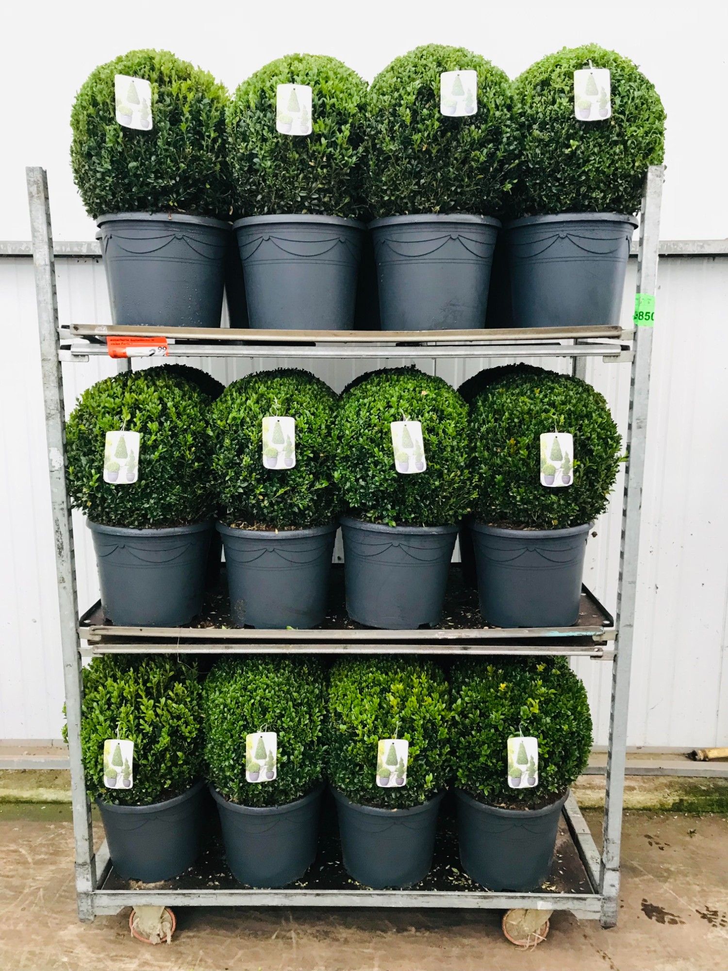 KAR: Buxus semp Bol 40-45 cm c12/p30, D 30 cm