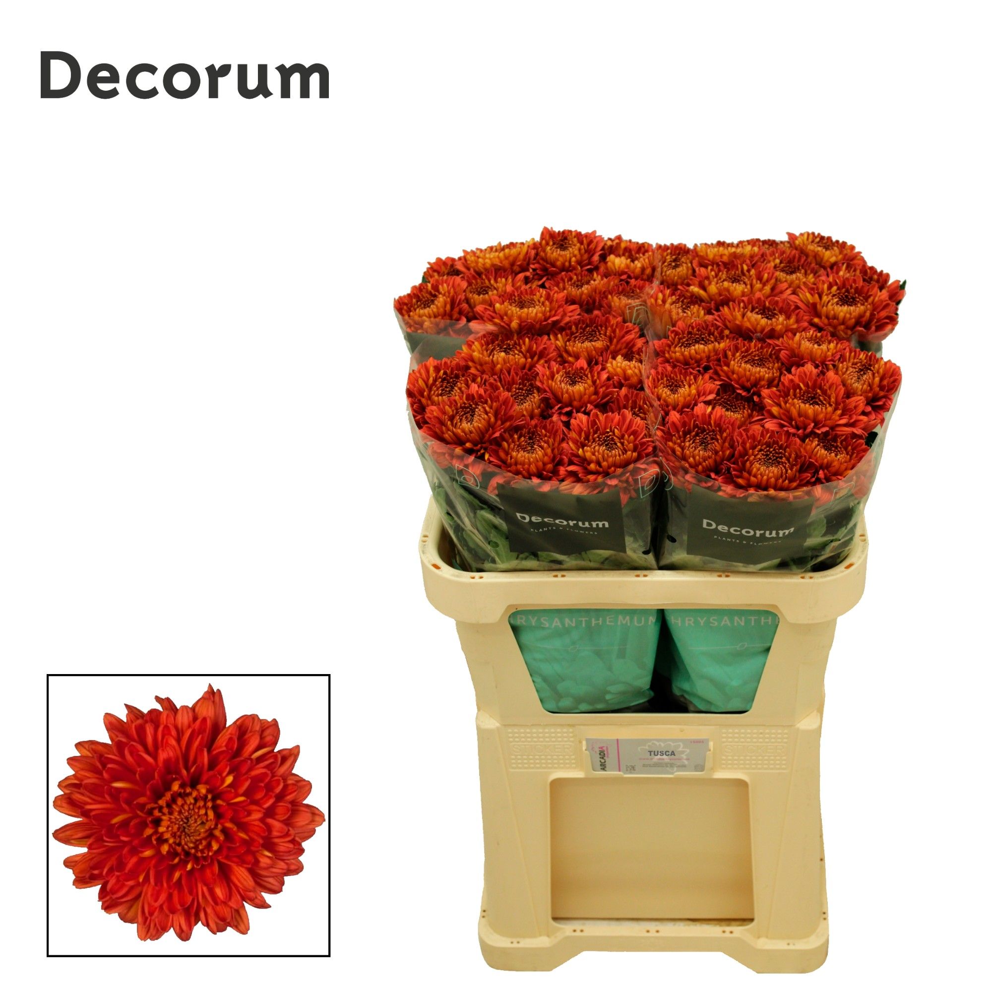 Хризантема од. Туска 70, шт.