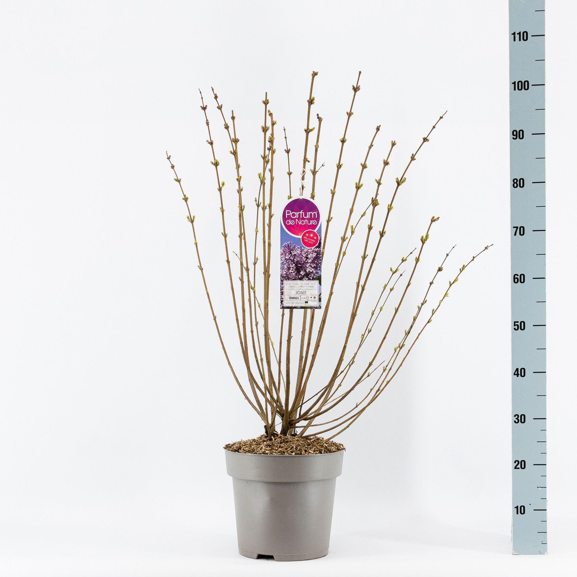 Syringa Josée, 2-jarig, C10 Solitair, D 27