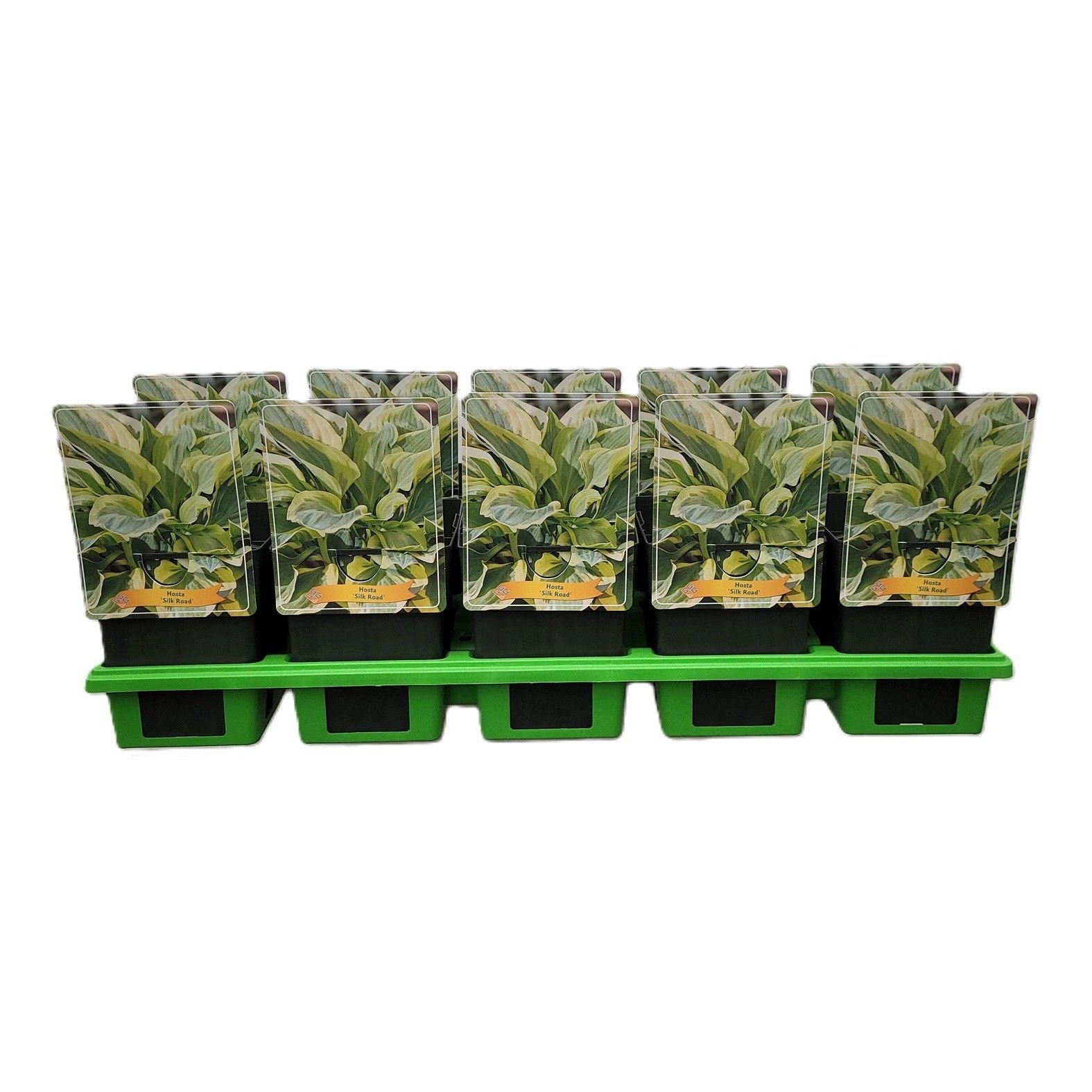 Hosta 'Silk Road' P11, D 11