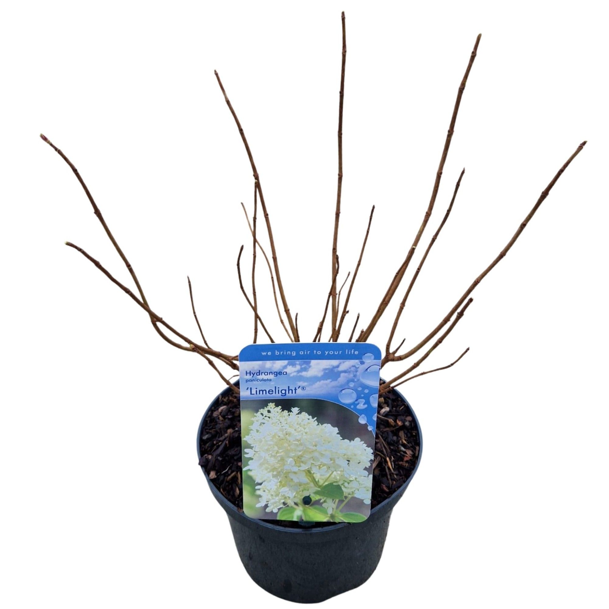 Hydrangea pan. 'Limelight', D 17