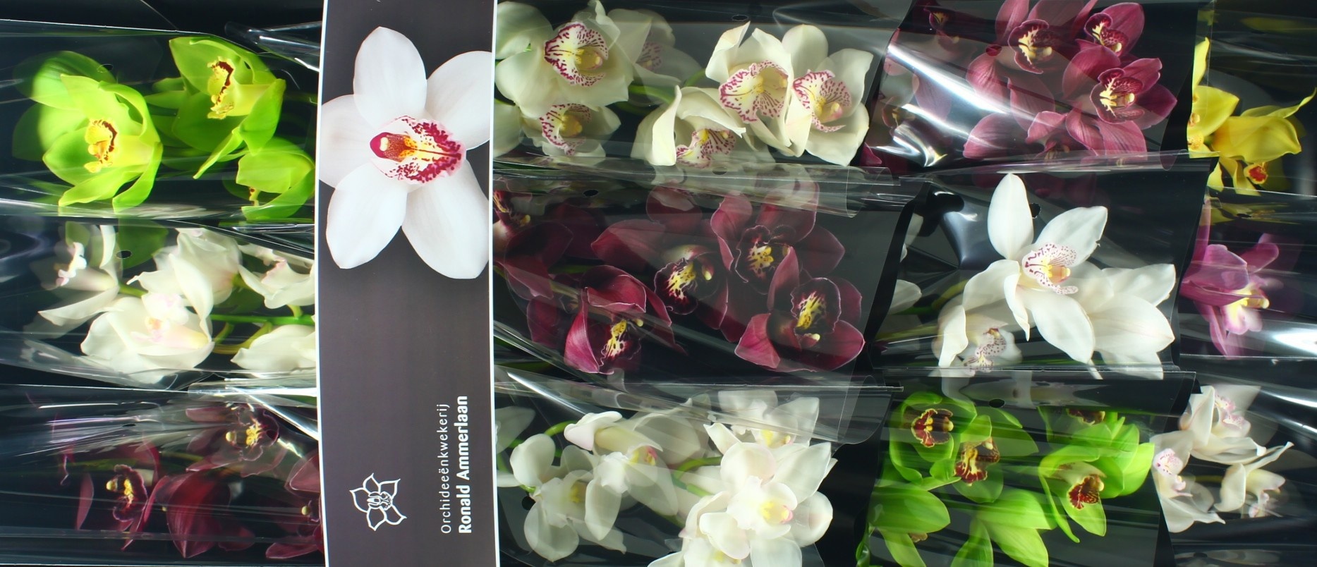 Цимбидиум Микс x12 50, шт.