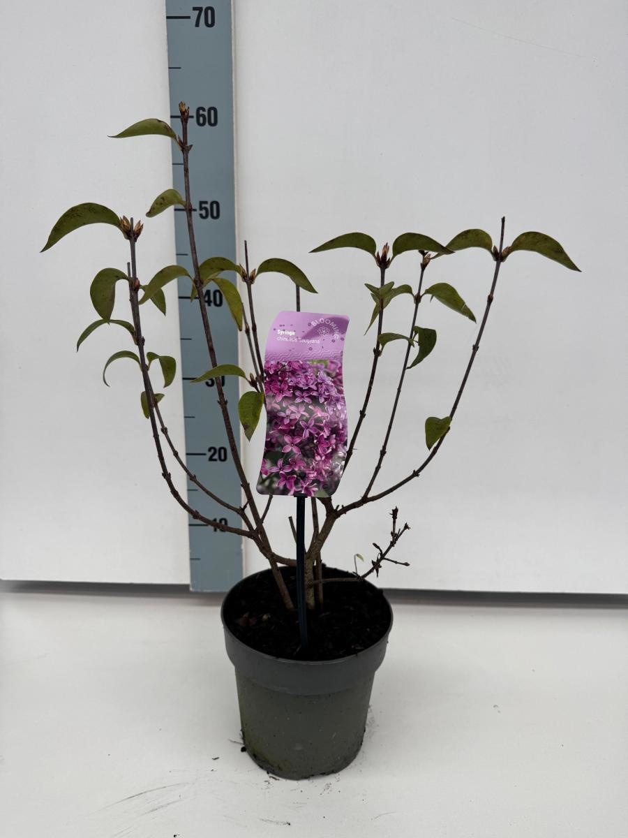 Syringa chinensis 'Saugeana', D 17