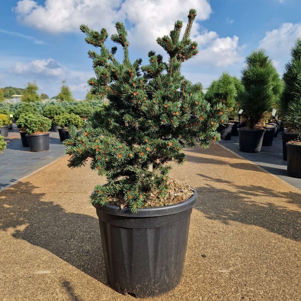 Picea pungens 'Luckey Strike', D 36 cm