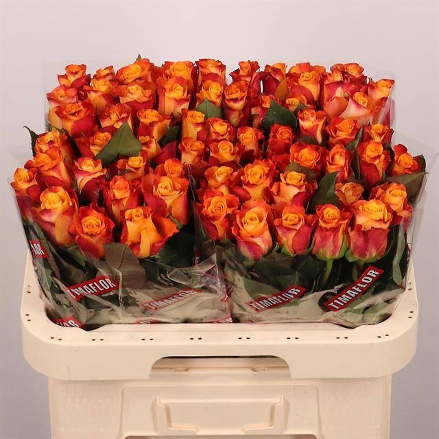 Роза од. Марио! 60, шт.