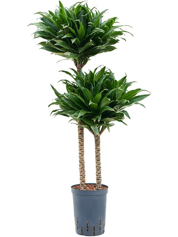 Dracaena fragrans 'Compacta', D 15