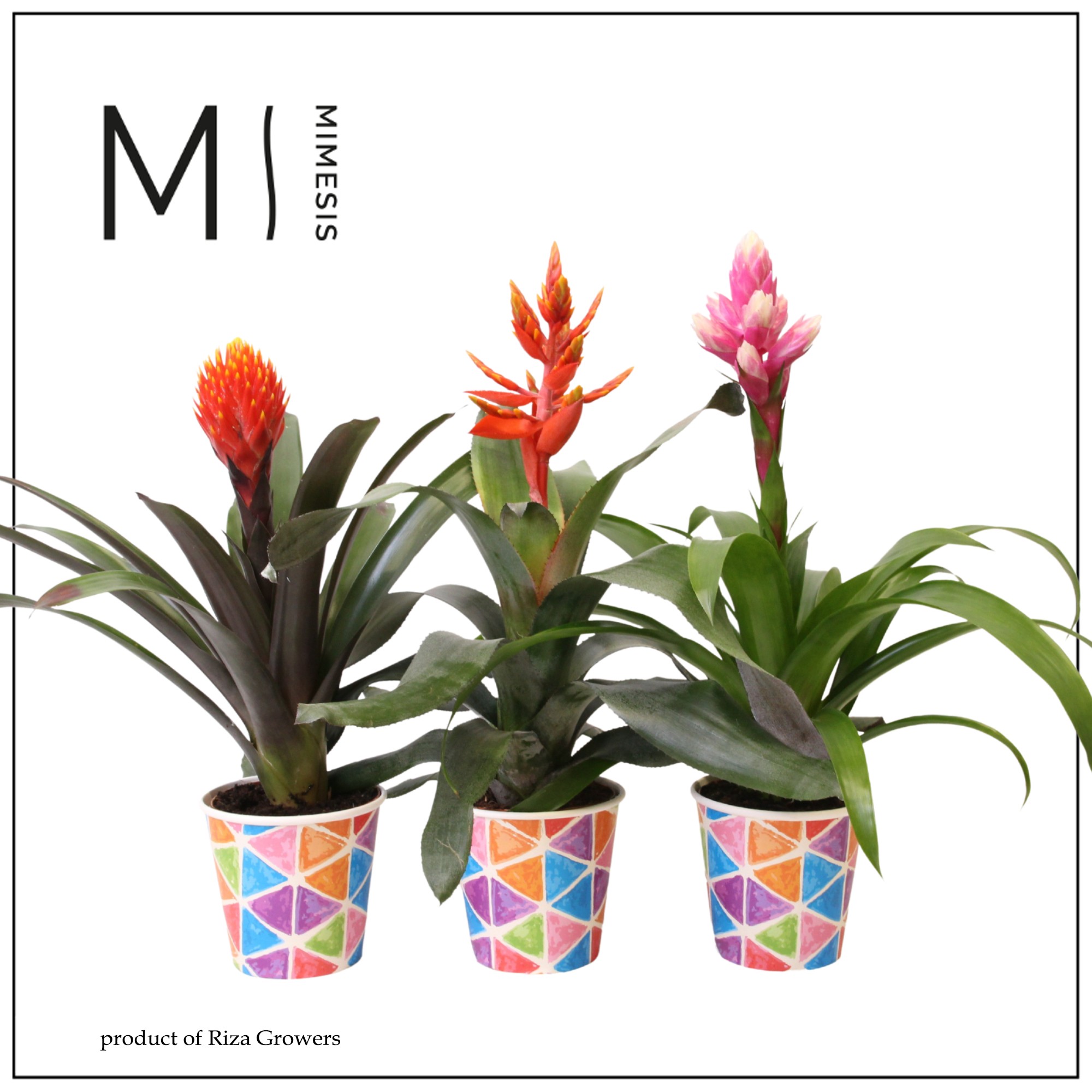 Bromelia Royal Cupcake - 12cm in Burano | Mimesis, D 12