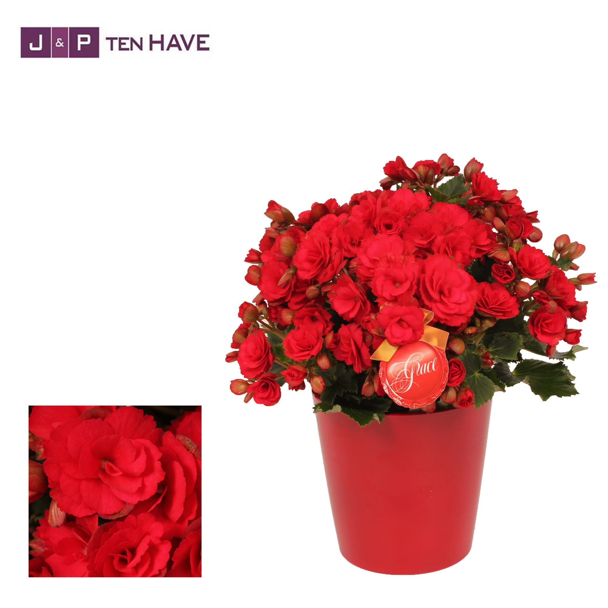 Winterbegonia Grace in Keramiek Rood, D 14 cm