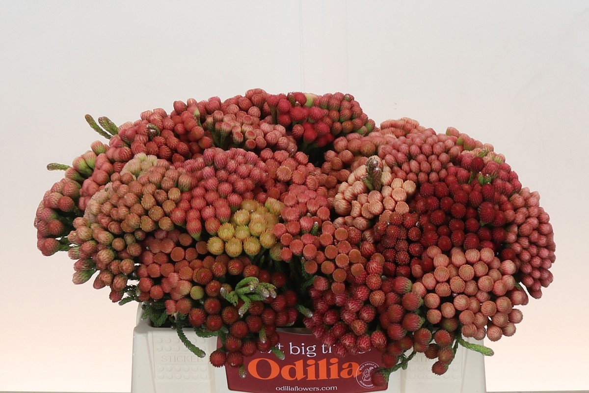 Бруния Лаевис Рэд 35, шт.