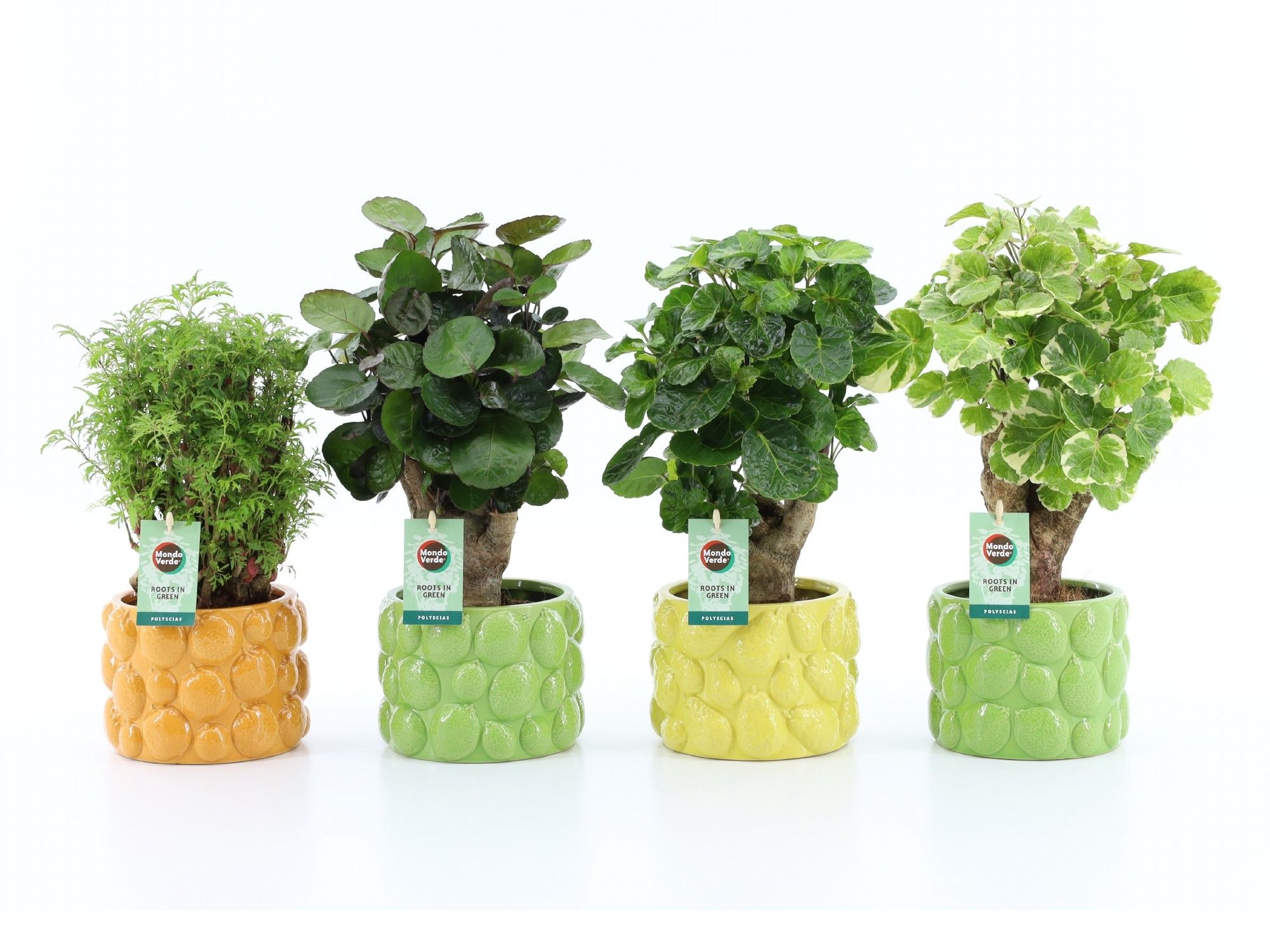 Polyscias Mix 12cm in Dolce Frutta, D 15