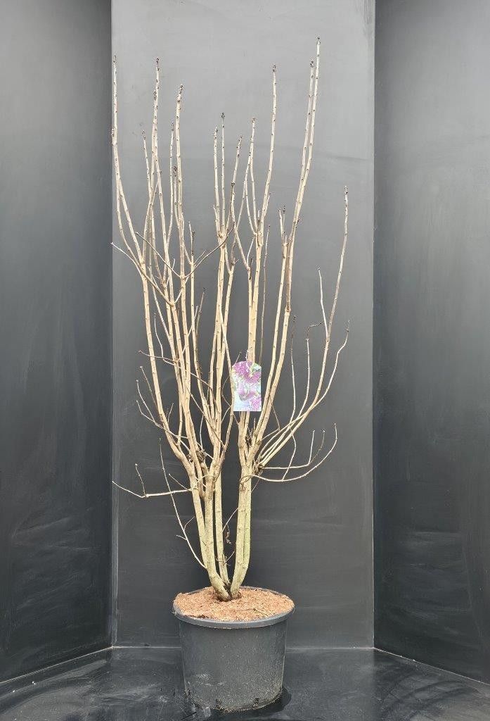 Syringa vulgaris 'Andenken an Ludwig Späth, D 34