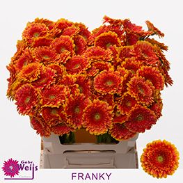 Гермини Фрэнки, шт.