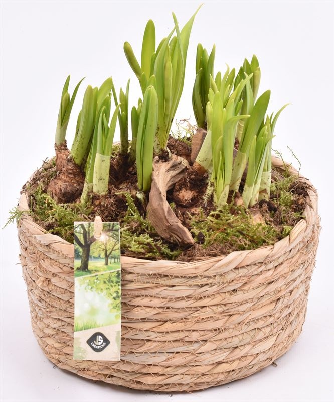 Touwmand laag 19,5cm, D 20