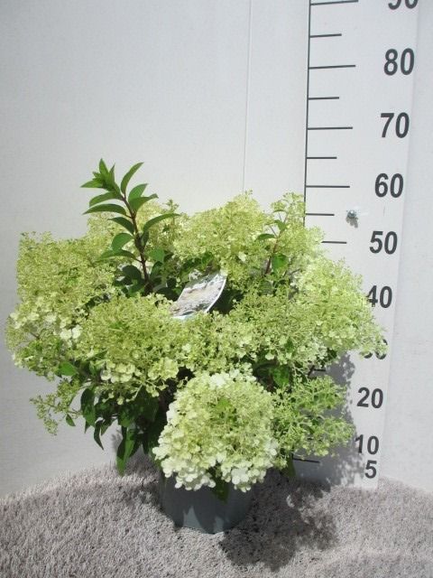 Hydrangea pan. Silver Dollar 40-50 P23, D 23 cm