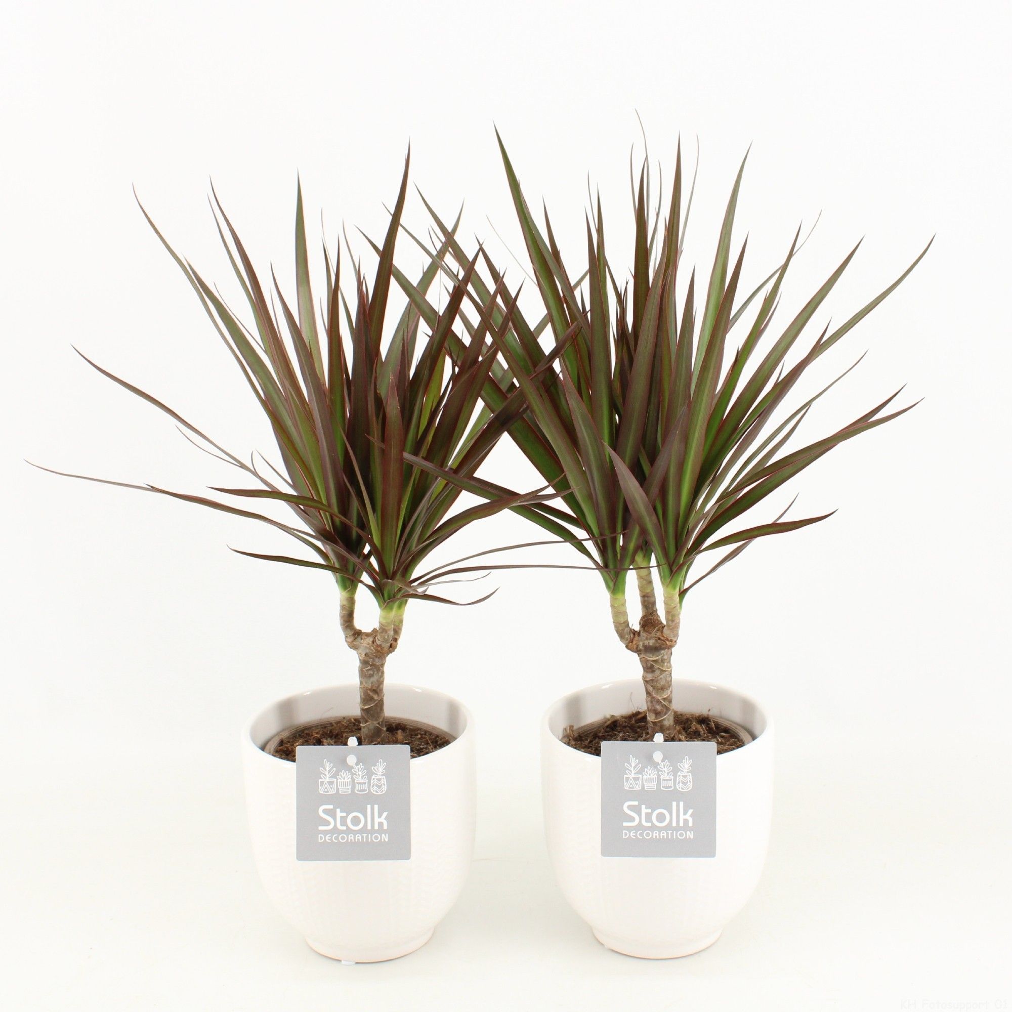 Dracaena Marginata Magenta in Sierpot, D 13