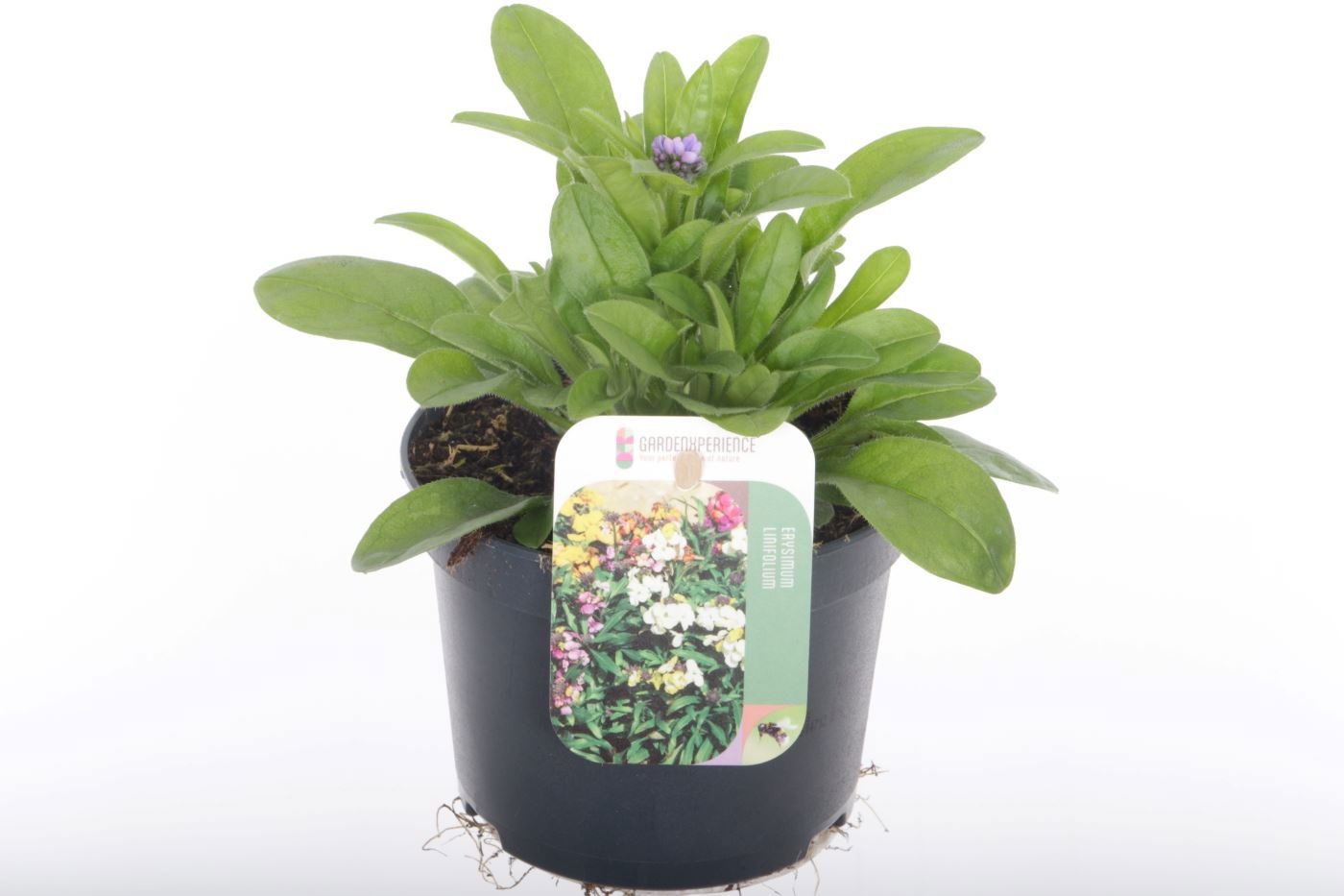 Myosotis sylvatica Compindi Blauw, D 13