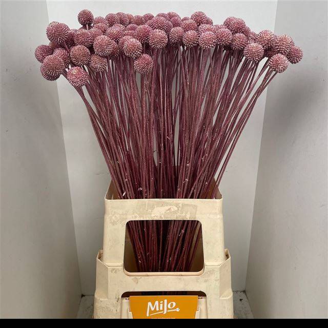 Краспедия Крашеная (краш. ) 70, шт.