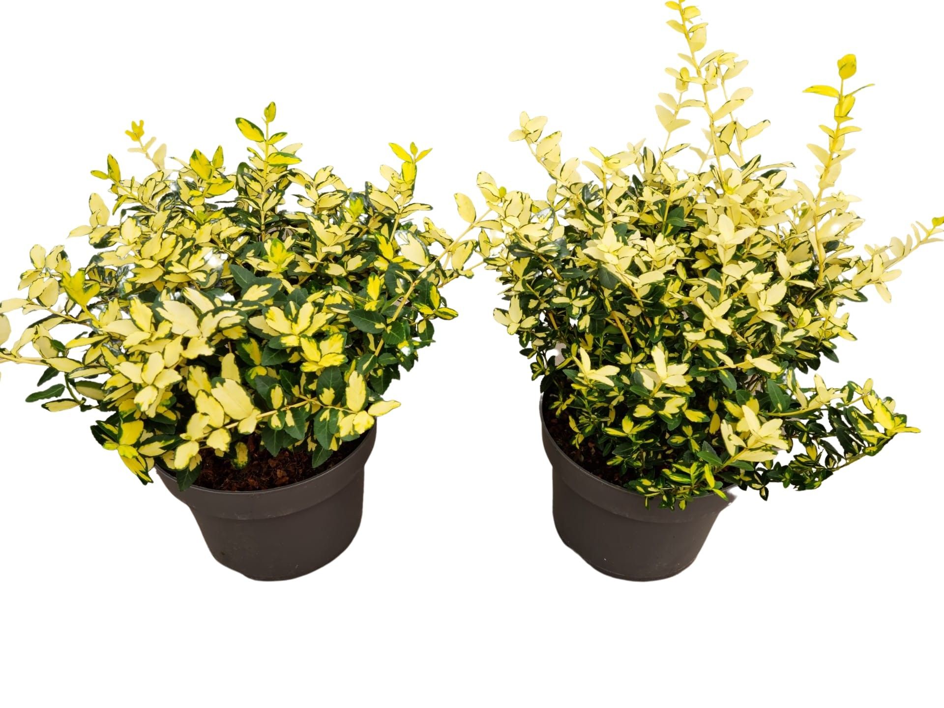 Euonymus fort. "Blondy' p23 / c5, D 23