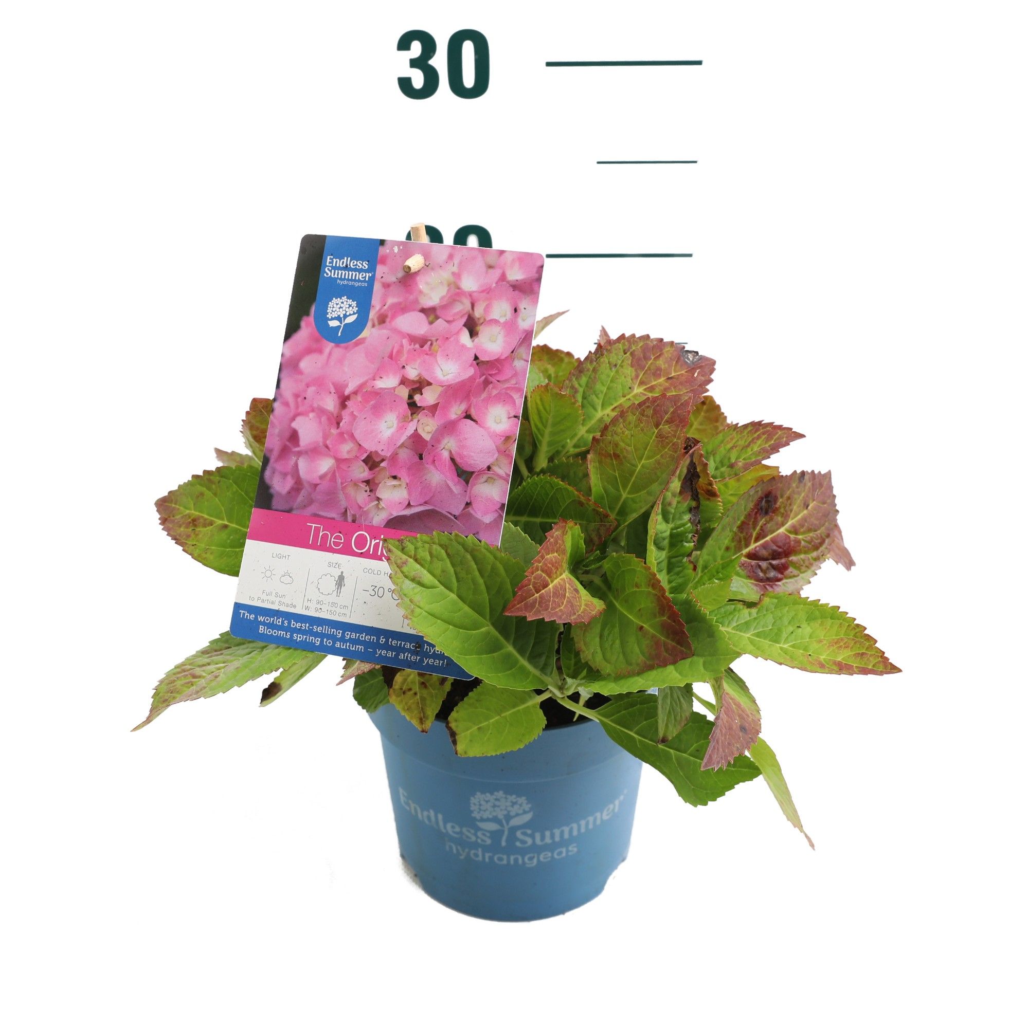 Hydrangea 'The Original Pink' - P14 - Endless Summer, D 14 cm