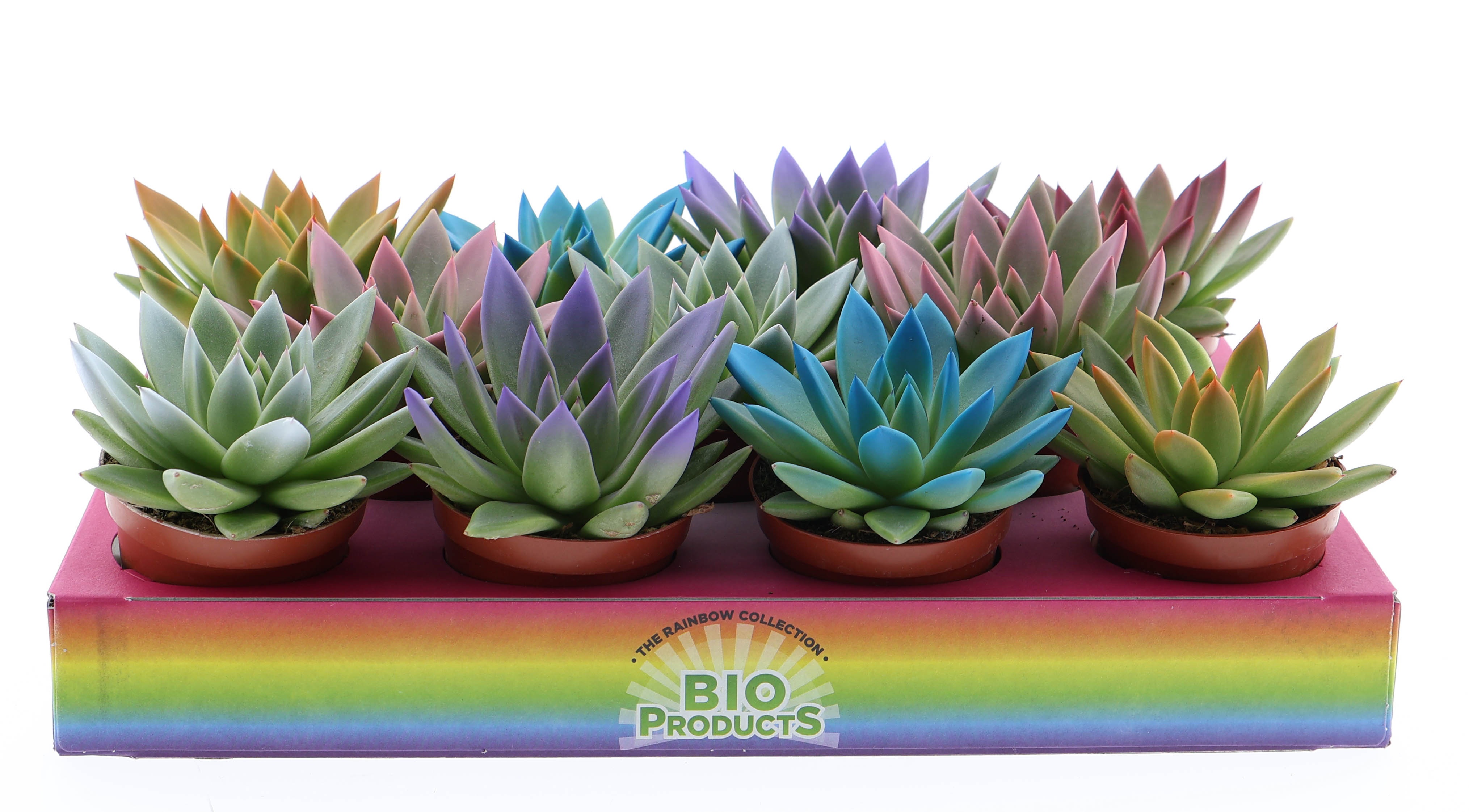 Rainbow tips mix, D 8,5