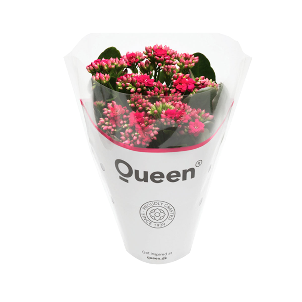 Queen® RoseFlowers Dark Pink (CL), D 10,5