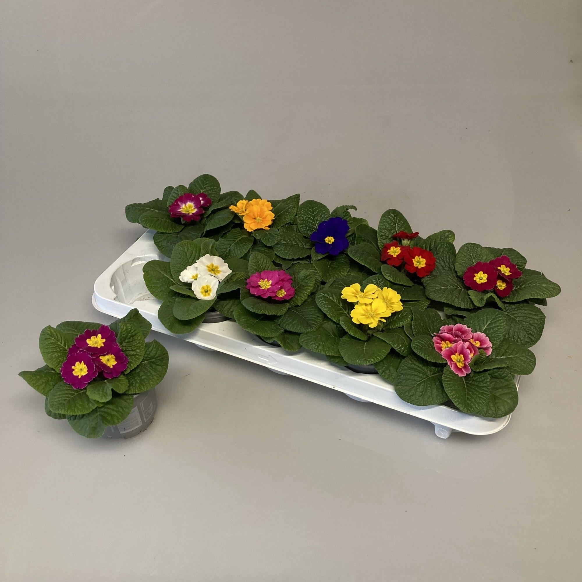 Primula Acaulis Gemengd, D 10,5 cm