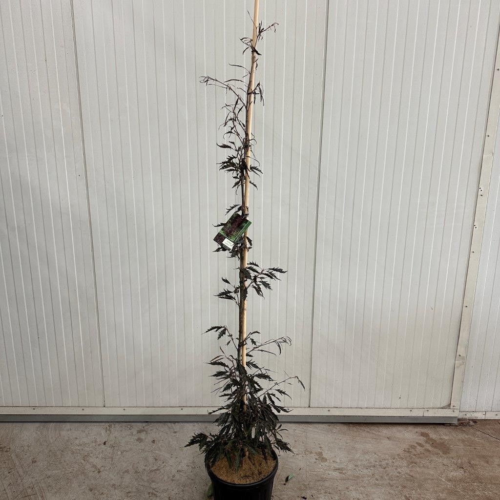 Fagus sylvatica 'Midnight Feather' -- geveerd, D 32 cm