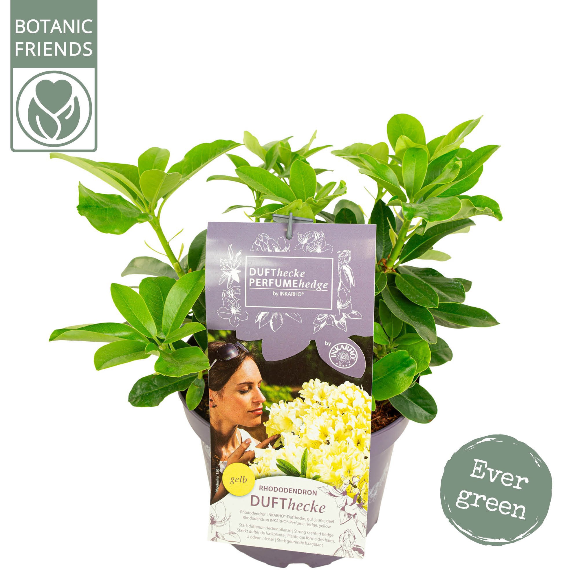 Rhododendron hybr. 'Inkarho'® 'Dufthecke Yellow', D 23