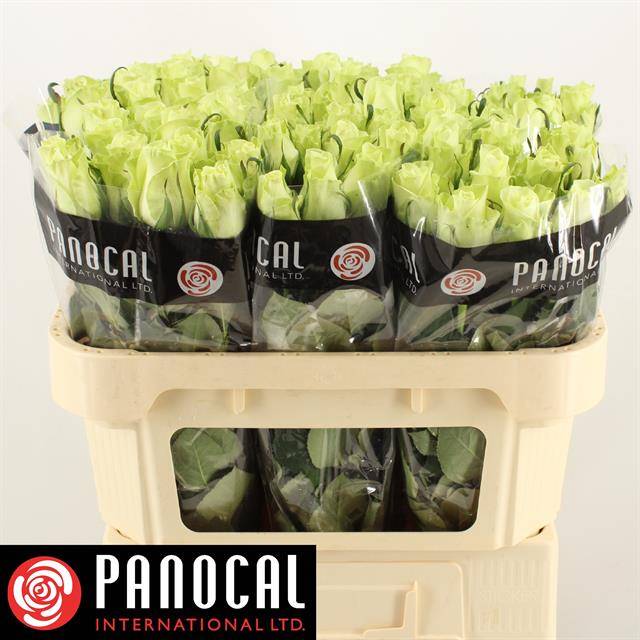 Роза од. Нули! 70, шт.