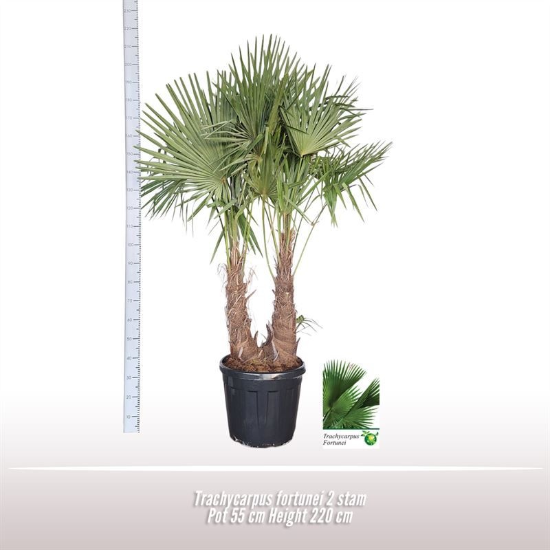 Trachycarpus fortunei 2 stam, D 55