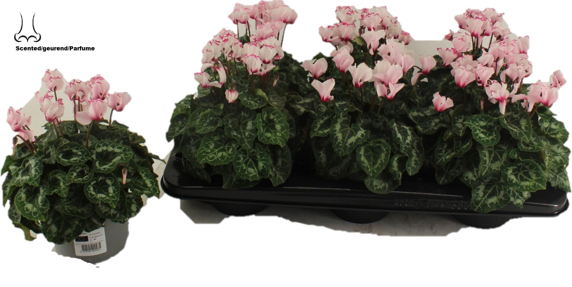 Cyclamen Absolu de morel, D 13 cm