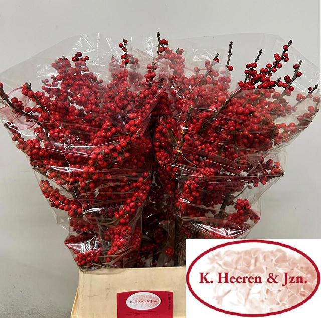 Илекс Красные ягоды 100, шт.