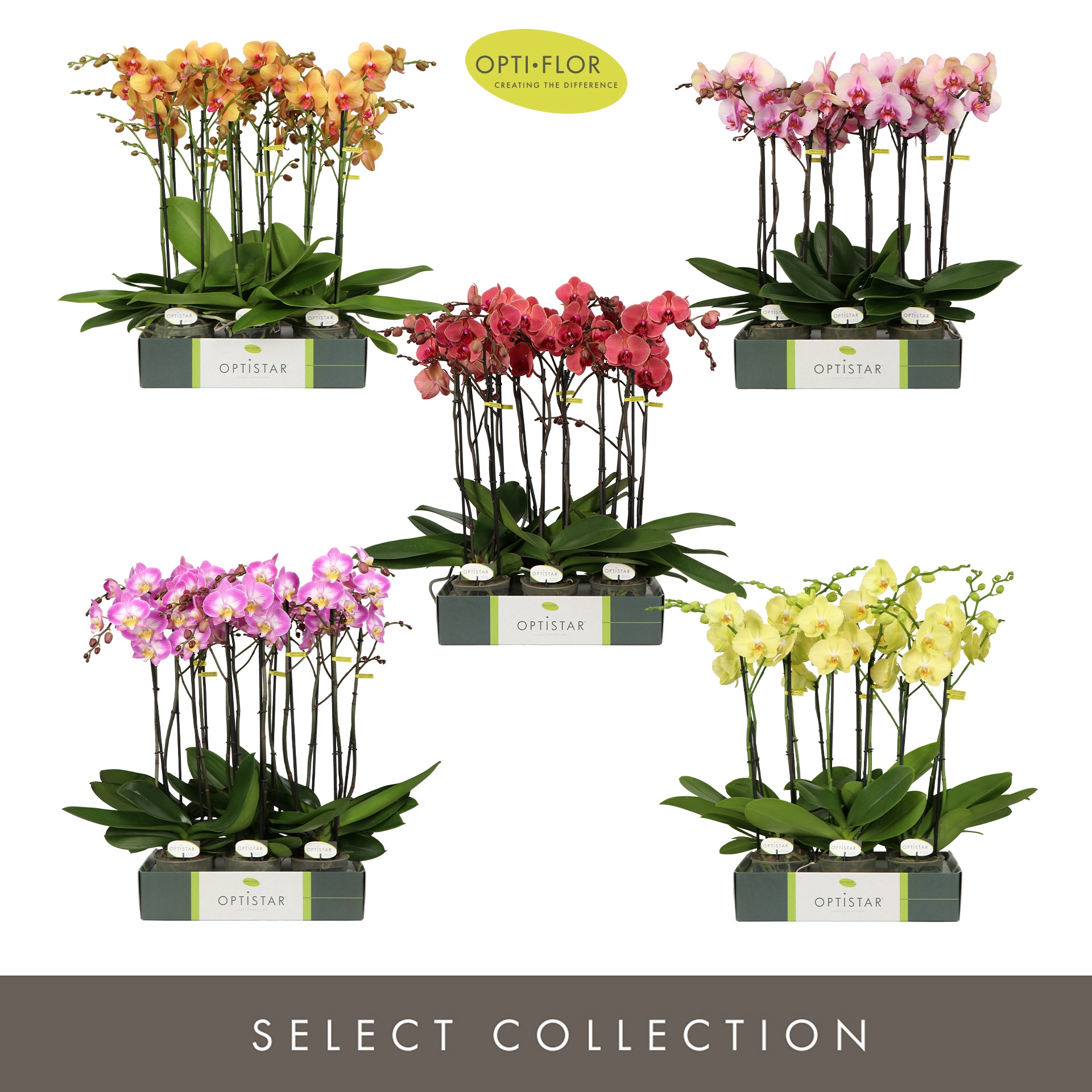 Optistar Diversen 2 spike 60 cm, D 12 cm