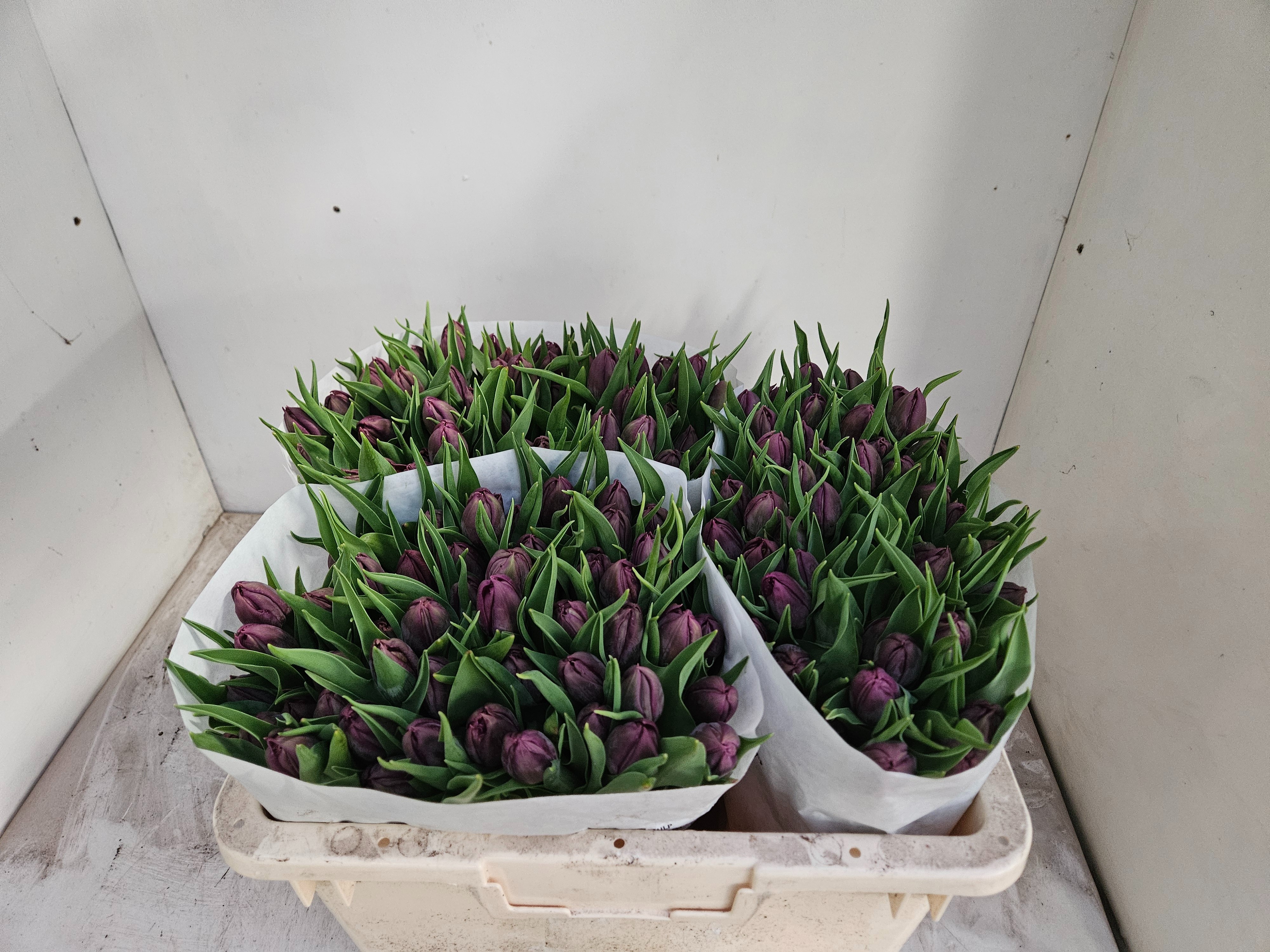 Тюльпан дв. Ворлд Боул, шт. Тюльпан дв. Ворлд Боул, шт.