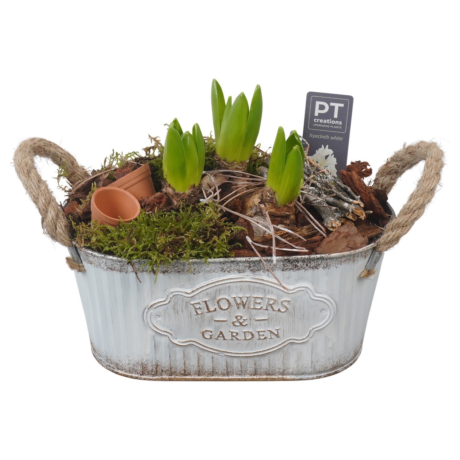 PTWH4026 Arrangement Winter Hyacint in metalen pot ovaal, D 24