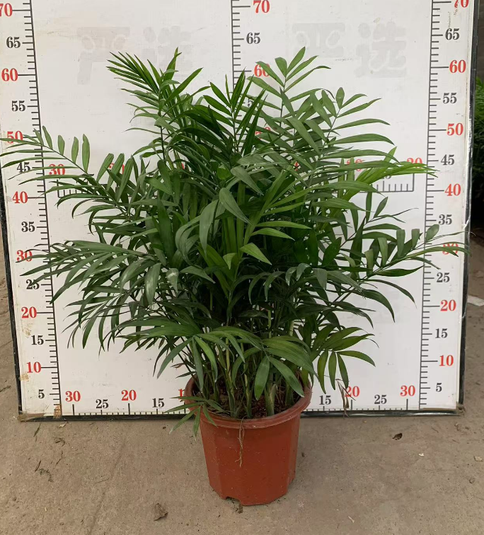 Дипсис Пйгмй коконат 23 50