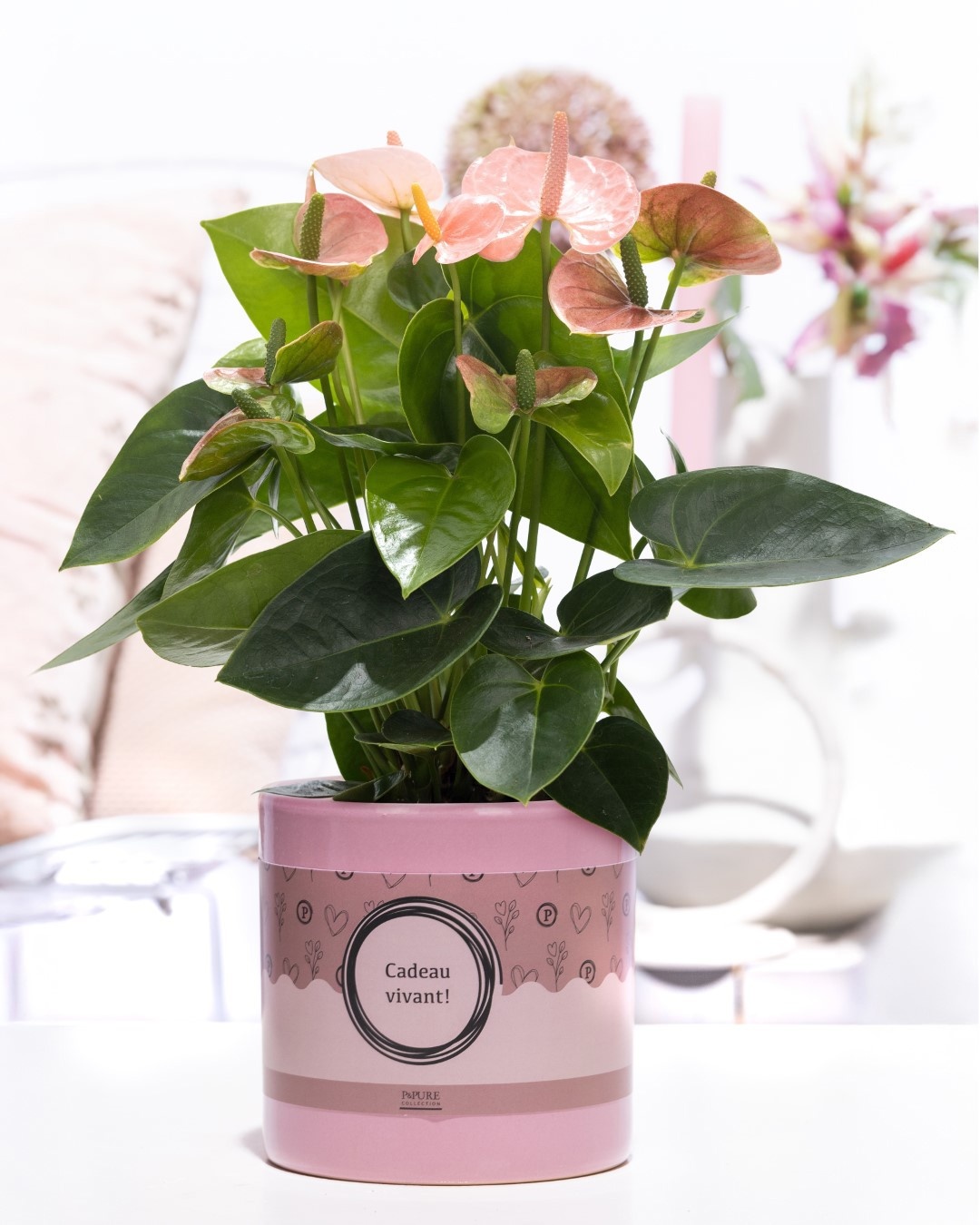 Anthurium pink (Spirit) in P&P cadeau concept: CADEAU VIVANT!, D 12