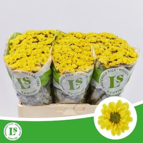 Сантини Росси Санни, шт.