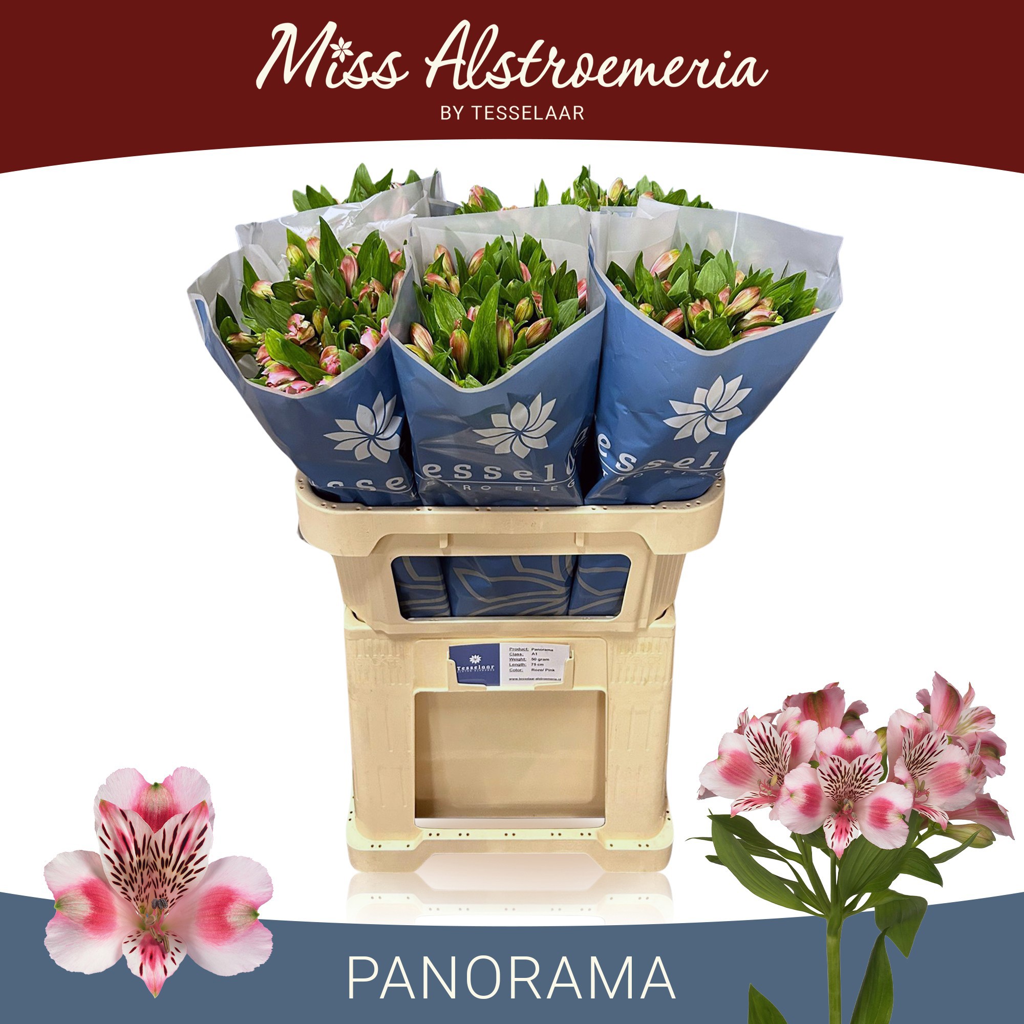 Альстромерия Панорама (бел.-роз.), шт.