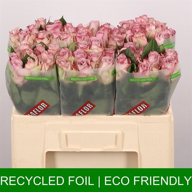 Роза од. Мемори Лэйн 50, шт.