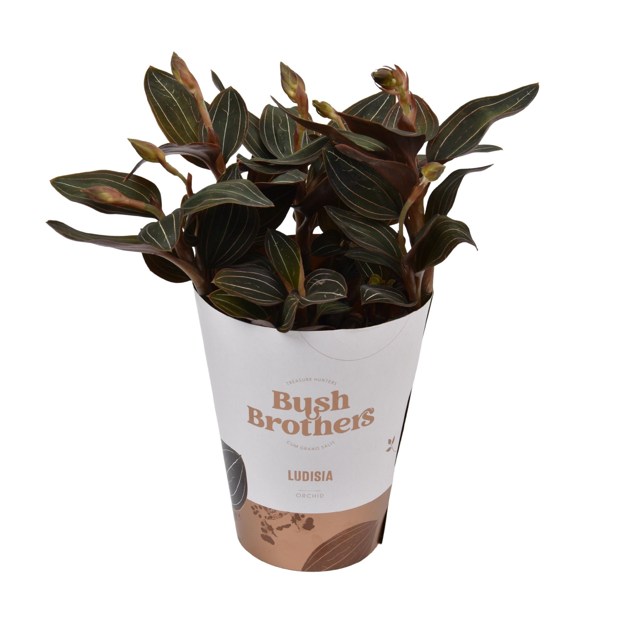 Ludisia Discolor 12 cm L, D 12 cm