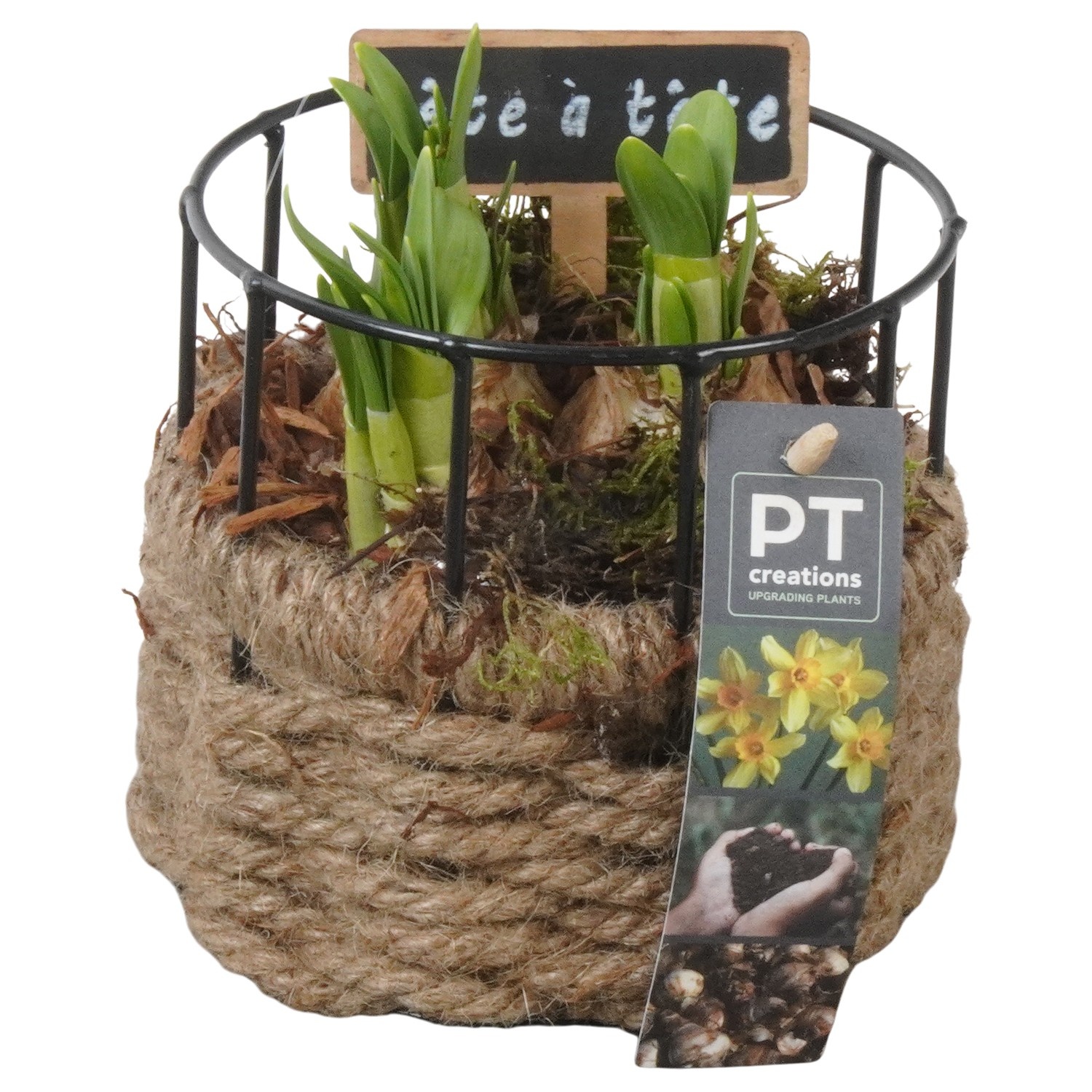 PTN8657 Arrangement Narcissus in mand met metaal, D 12