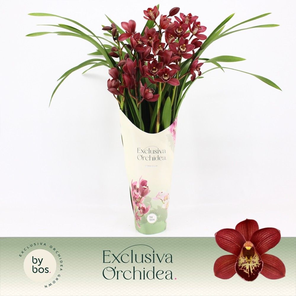 Cymbidium, Red Beauty Roy 4-spike P14 'Exclusiva Orchidea' Potcover, D 14 cm