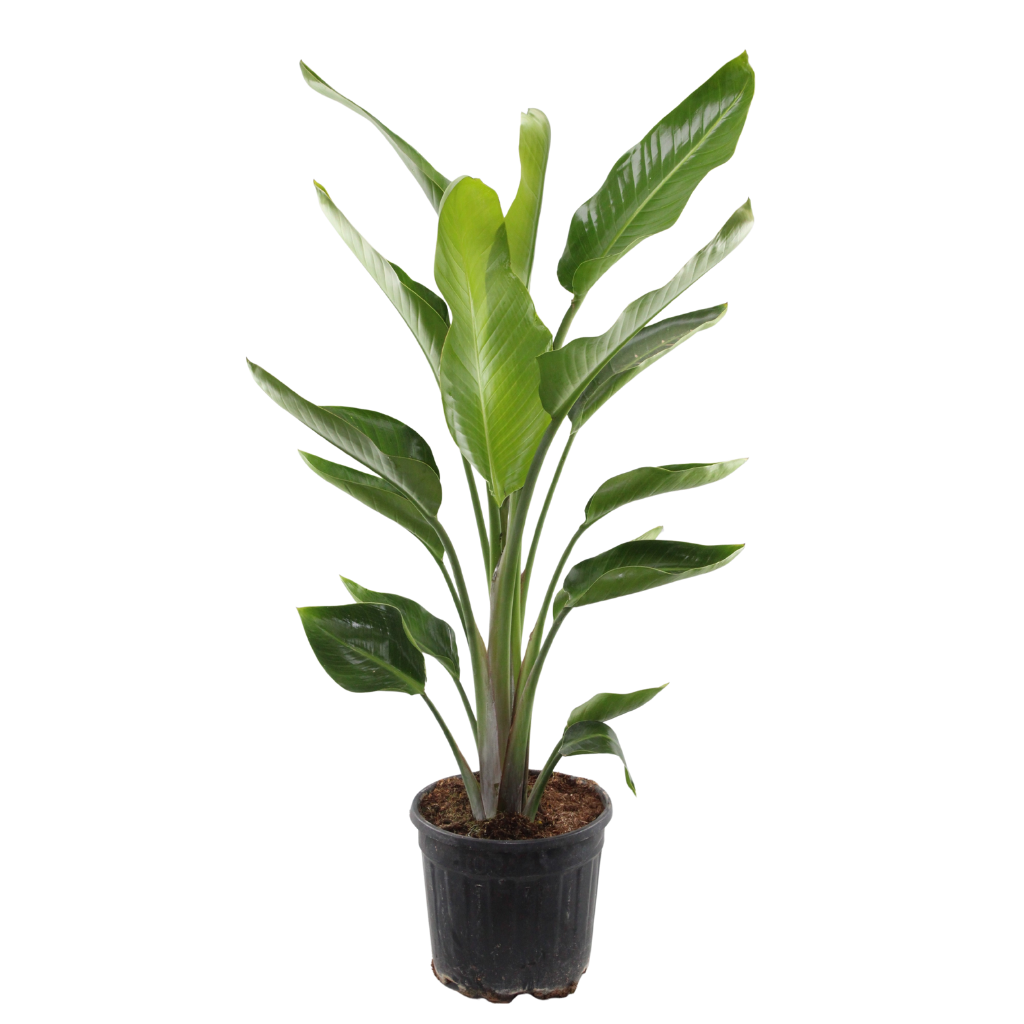 Strelitzia Nicolai, D 25