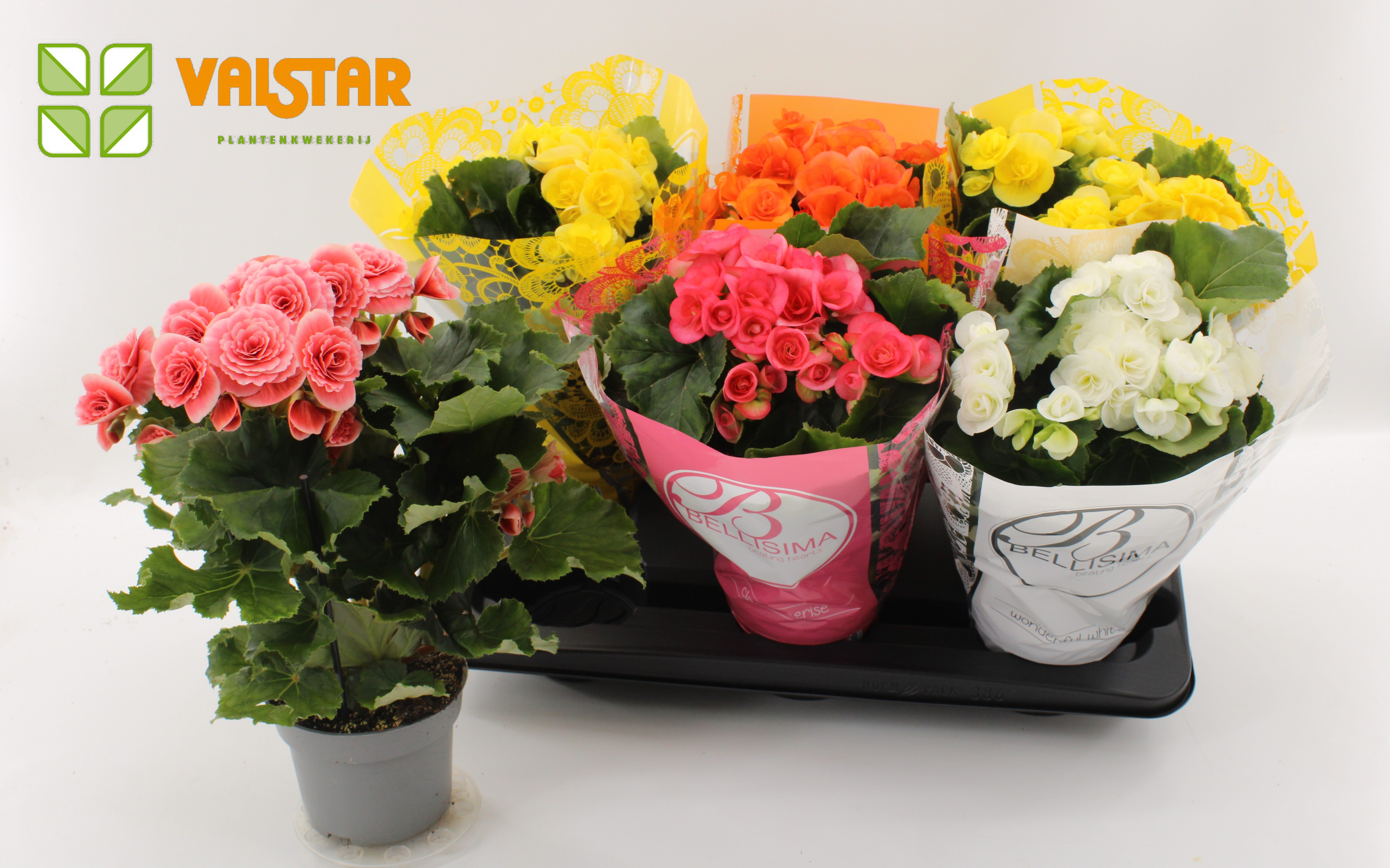 Begonia 13cm Bellisima hoes Ton sur Ton Mix GEEN ROOD, D 13