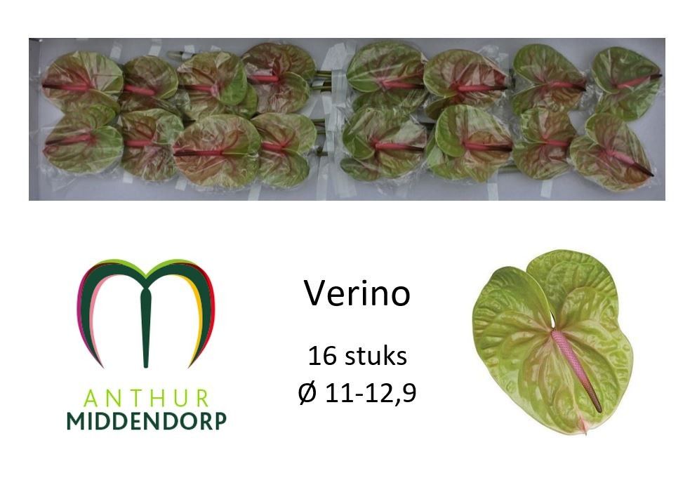 Антуриум Верино x16, шт.