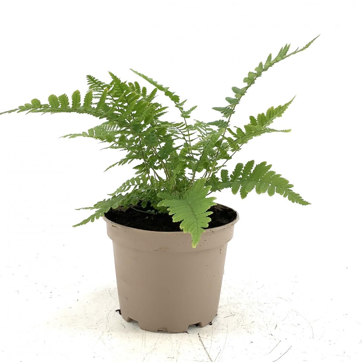 Dryopteris dilatata, D 17 cm